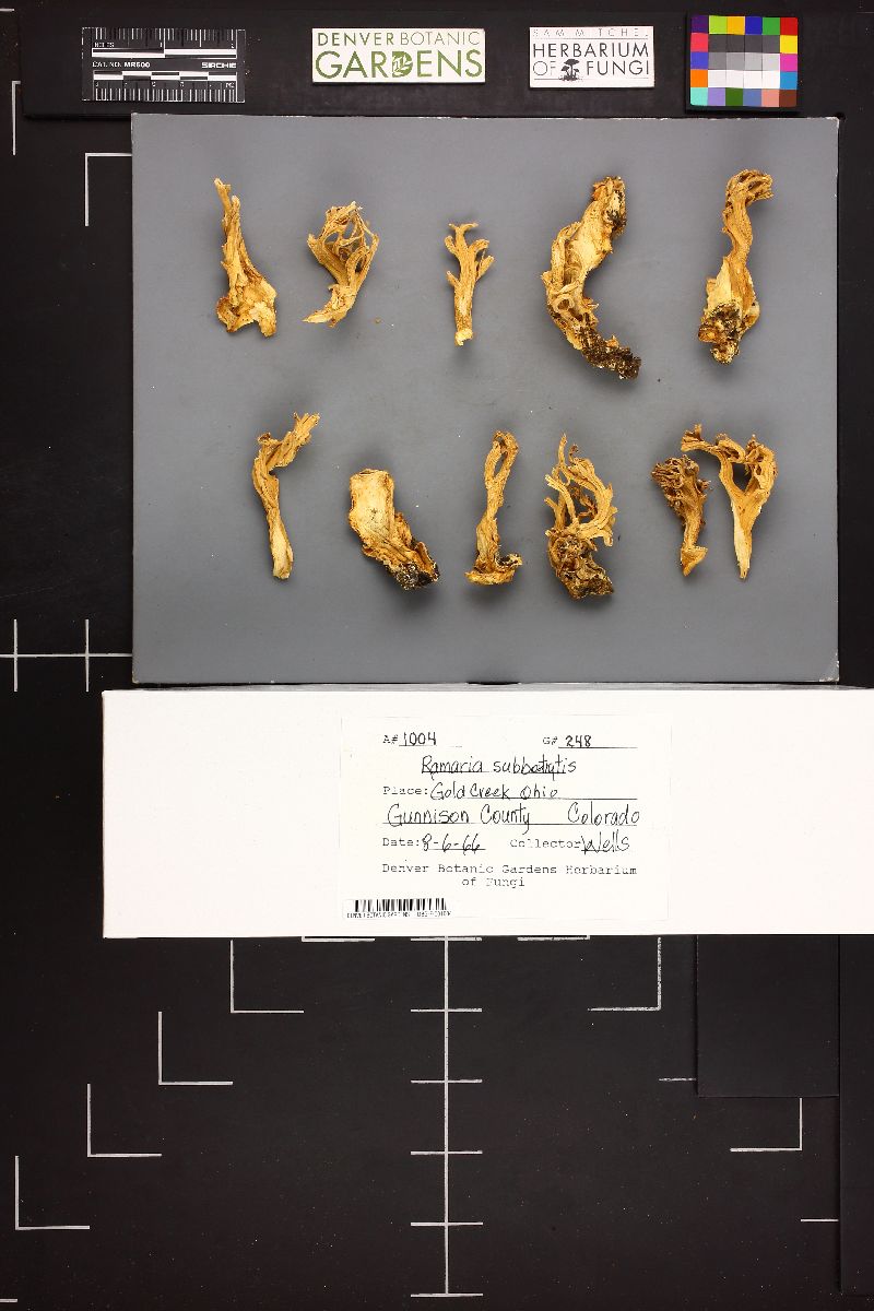 Ramaria subbotrytis image