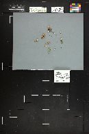 Inocybe geophylla image