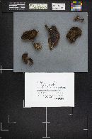 Suillus tomentosus image