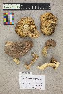 Tricholoma populinum image