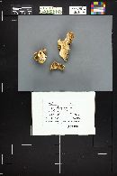 Tricholoma populinum image