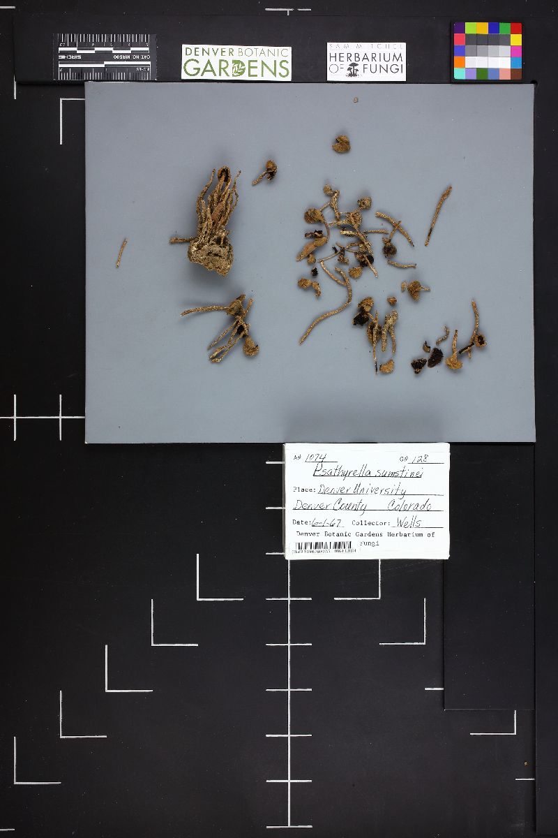 Psathyrella sumstinei image