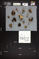 Stropharia coronilla image