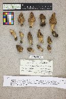 Morchella brunnea image