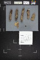 Peniophora rufa image