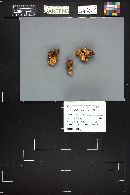 Tricholomopsis rutilans image