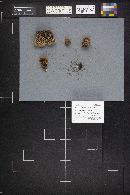 Gloeophyllum sepiarium image