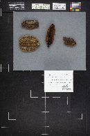 Gloeophyllum sepiarium image