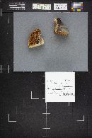 Daedalea quercina image