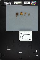 Xeromphalina tenuipes image
