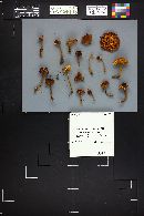Xeromphalina tenuipes image