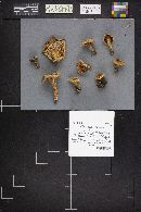 Lactarius thyinos image