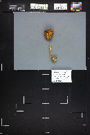 Megacollybia platyphylla image
