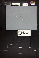 Hemimycena gracilis image