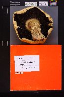 Agaricus arvensis image