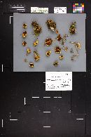 Pholiota spumosa image
