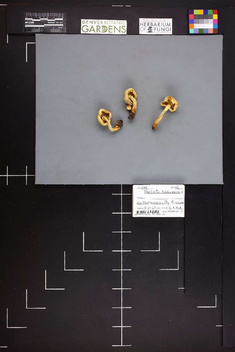 Pholiota kodiakensis image