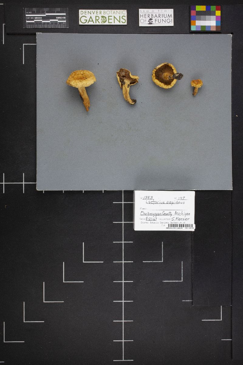 Lactarius aspideus image