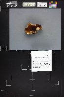 Polyporus picipes image