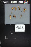 Craterellus lutescens image