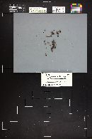 Camarophyllopsis foetens image