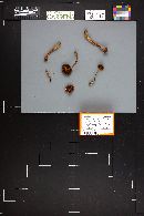 Cortinarius malicorius image