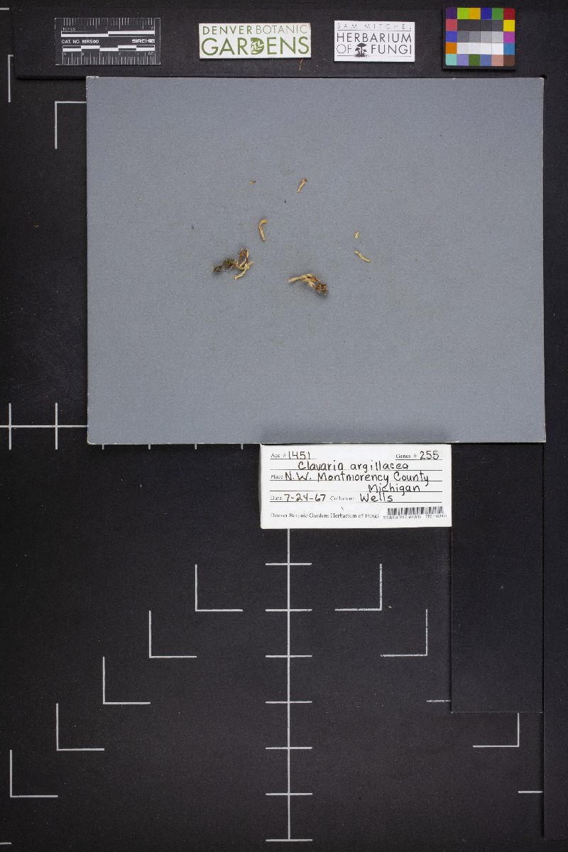 Clavaria argillacea image