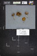 Phylloporus pelletieri image