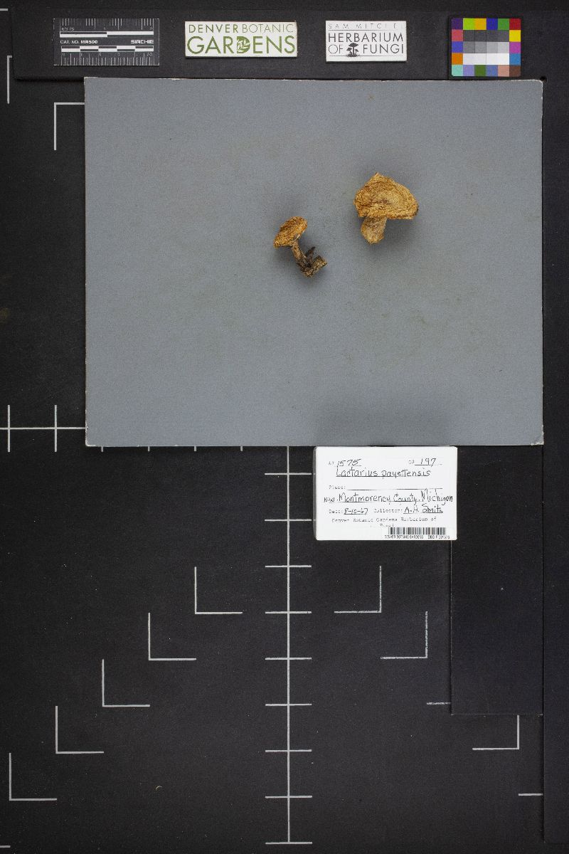 Lactarius payettensis image