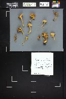 Craterellus lutescens image