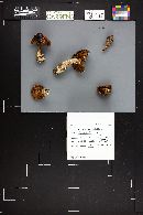 Cortinarius laniger image