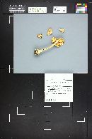 Amanita brunnescens image
