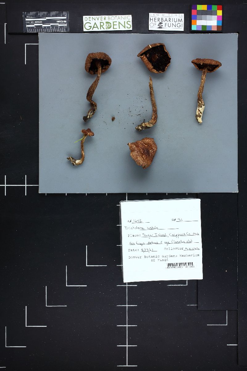 Tricholoma ustale image
