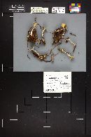 Cantharellula umbonata image