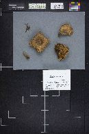 Paxillus involutus image