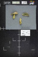 Gyroporus cyanescens image