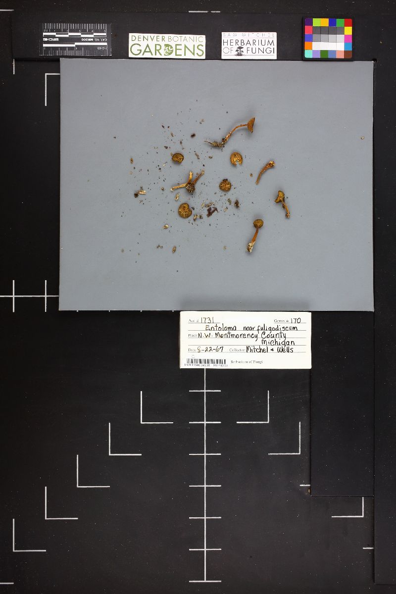 Entoloma fuligodiscum image