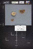 Daedaleopsis confragosa image