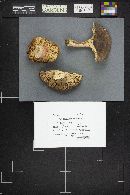 Russula xerampelina image