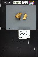 Polyporus varius image