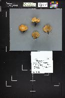 Polyporus varius image