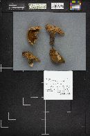 Suillus tomentosus image