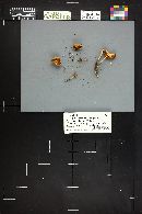 Marasmius oreades image