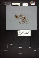 Hemimycena gracilis image