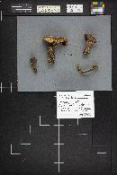 Suillus lakei image