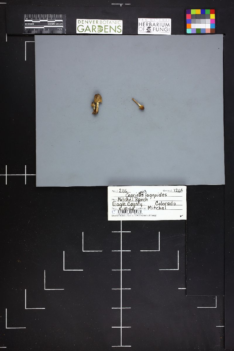 Coprinopsis lagopides image