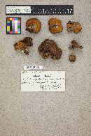 Suillus brevipes image