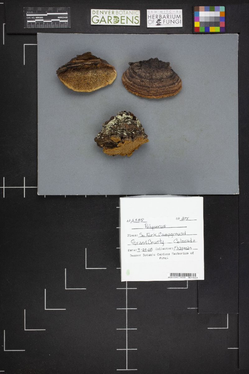 Gomphus bonarii image