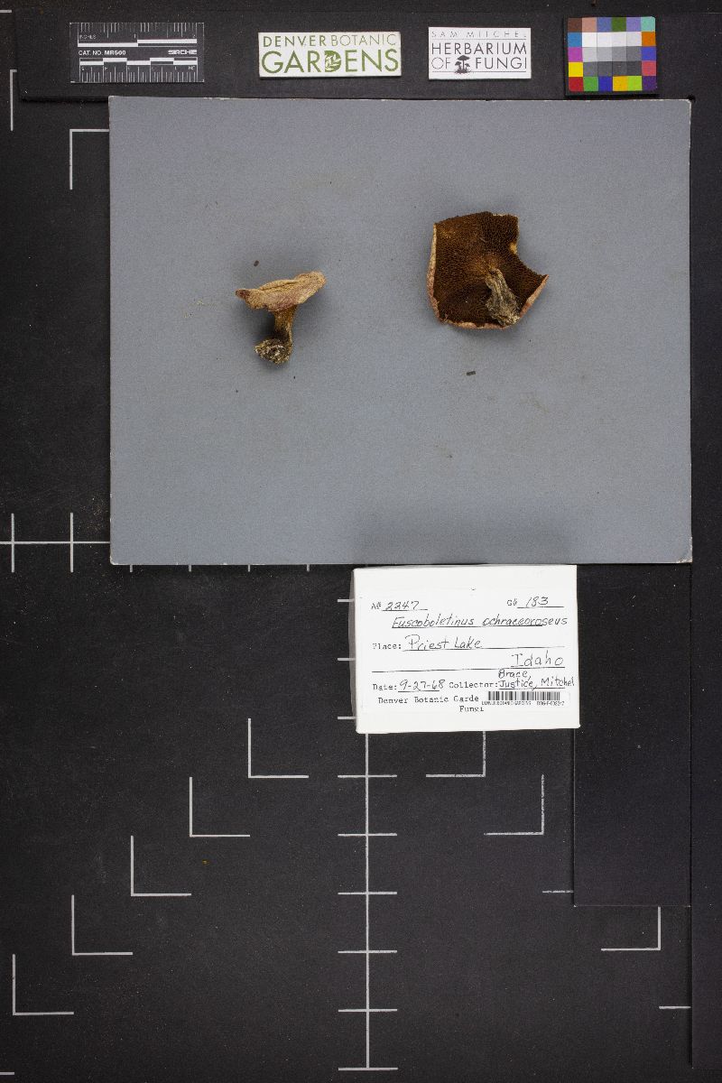 Suillus ochraceoroseus image