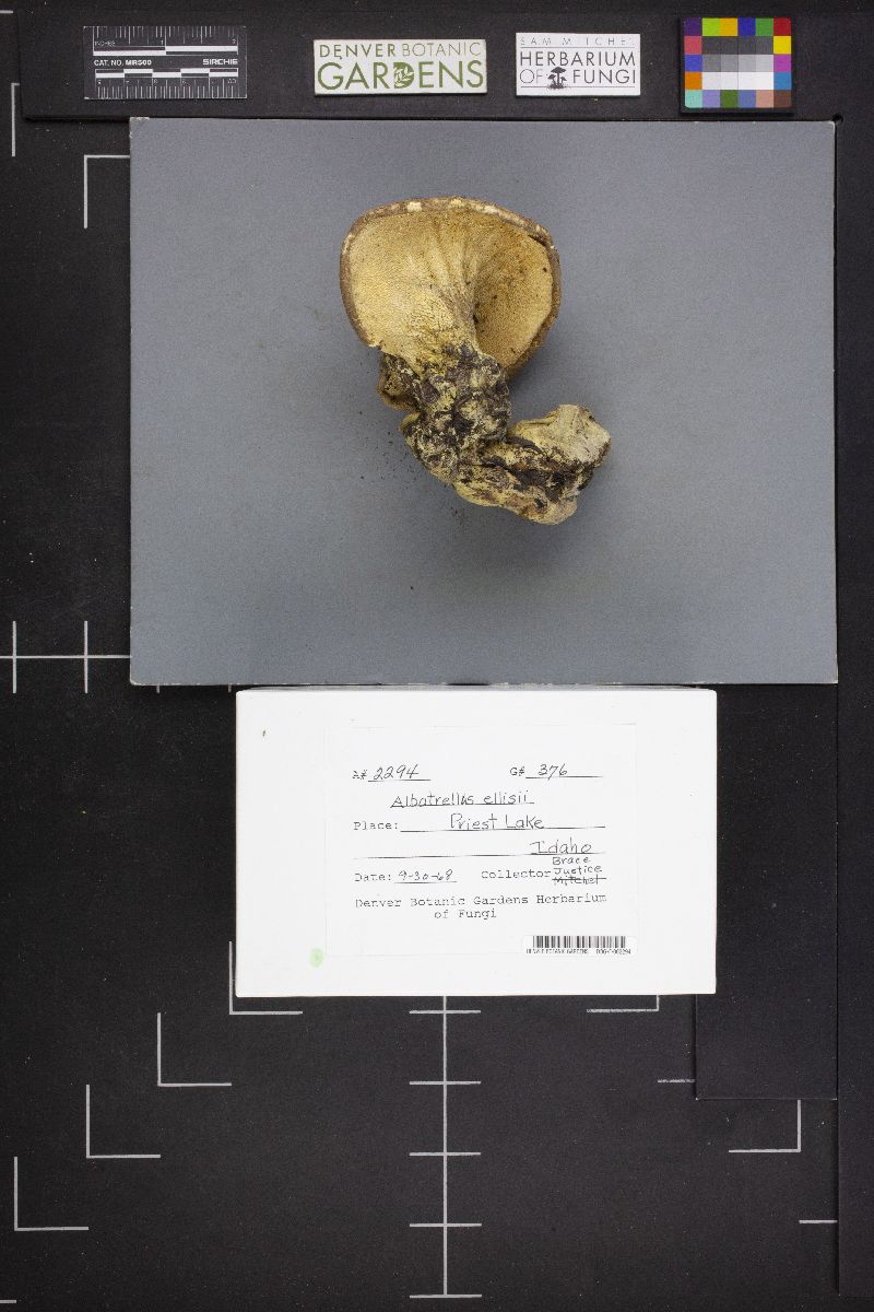 Albatrellus ellisii image